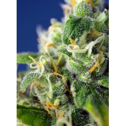 Honey Peach Auto CBD® 3 + 1