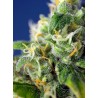 Honey Peach Auto CBD® 3 + 1