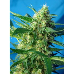 NYC Diesel Auto® 3 + 1
