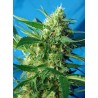 NYC Diesel Auto® 3 + 1