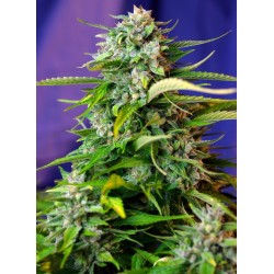 Jack 47 Auto® 3 + 1