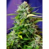Jack 47 Auto® 3 + 1
