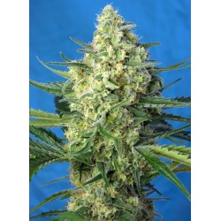 Jack 47 XL Auto® 3 + 1