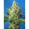 Jack 47 XL Auto® 3 + 1