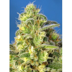 Jack 47 XL Auto® 3 + 1