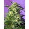 Killer Kush Auto® 3 + 1