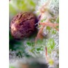 Killer Kush Auto® 3 + 1