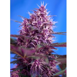 Red Poison Auto® 3 + 1