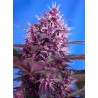 Red Poison Auto® 3 + 1