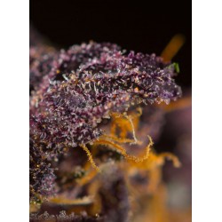Red Poison Auto® 3 + 1