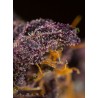 Red Poison Auto® 3 + 1