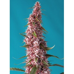 Red Pure Auto CBD® 3 + 1