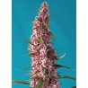 Red Pure Auto CBD® 3 + 1