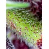 Red Pure Auto CBD® 3 + 1