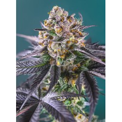 Red Strawberry Banana Auto® 3 + 1