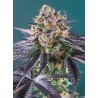 Red Strawberry Banana Auto® 3 + 1