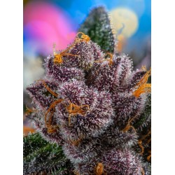 Red Strawberry Banana Auto® 3 + 1