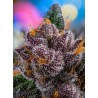 Red Strawberry Banana Auto® 3 + 1