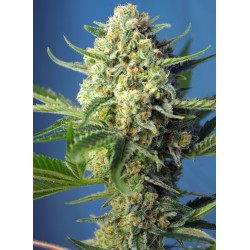 S.A.D. Sweet Afgani Delicious Auto® 3 + 1