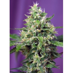 Sweet Amnesia Haze XL Auto® 3 + 1