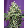 Sweet Amnesia Haze XL Auto® 3 + 1