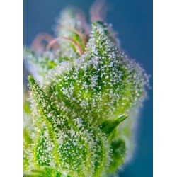 Sweet Amnesia Haze XL Auto® 3 + 1