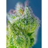 Sweet Amnesia Haze XL Auto® 3 + 1