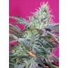Sweet Cheese Auto® 3 + 1