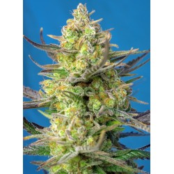 Sweet Cheese XL Auto® 3 + 1