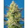 Sweet Cheese XL Auto® 3 + 1