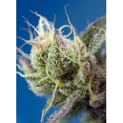 Sweet Cheese XL Auto® 3 + 1