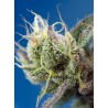 Sweet Cheese XL Auto® 3 + 1