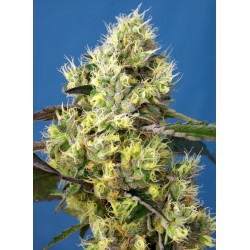 Sweet Gelato Auto® 3 + 1