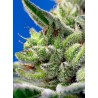 Sweet Gelato Auto® 3 + 1