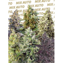 Sweet Mix Auto® X 10