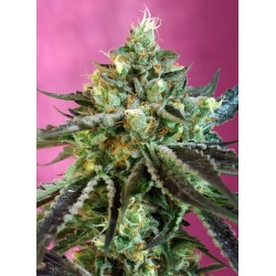 Sweet Nurse Auto CBD® 3 + 1
