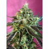 Sweet Nurse Auto CBD® 3 + 1