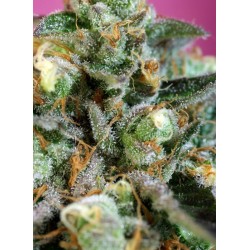 Sweet Nurse Auto CBD® 3 + 1