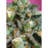 Sweet Nurse Auto CBD® 3 + 1