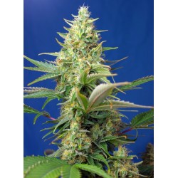 Sweet Pure Auto CBD® 3 + 1