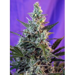 Sweet Skunk Auto® 3 + 1