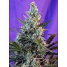 Sweet Skunk Auto® 3 + 1