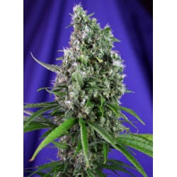 Sweet Trainwreck Auto® 3 + 1