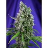 Sweet Trainwreck Auto® 3 + 1