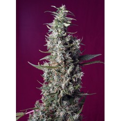 Sweet Cherry Pie® 3 + 1