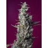 Sweet Cherry Pie® 3 + 1