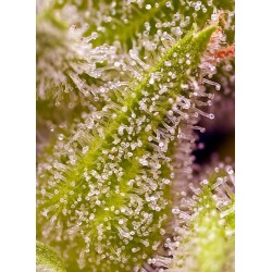 Sweet Cherry Pie® 3 + 1