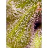Sweet Cherry Pie® 3 + 1