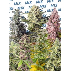 Sweet Mix Fotodependientes® X 10