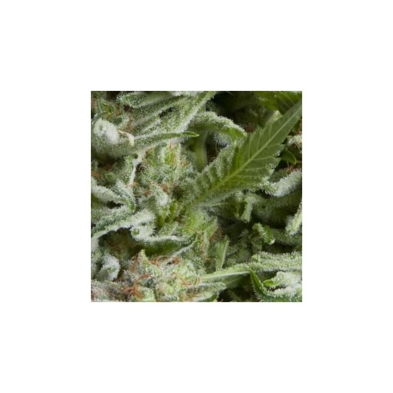 Auto Alpujarreña x3+1 Pyramid Seeds